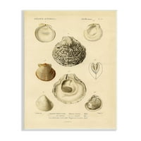 Студената индустрија Гроздобер морска школка Латинска студија Морска табела, 19, дизајнирана од Дафне Полсели